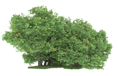 Beyaz arka planda izole edilmiş yeşil ağaç. 3d illüstrasyon