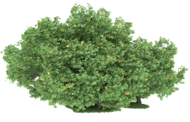 Beyaz arkaplanda izole edilmiş tek bir ağacın 3 boyutlu görüntüsü