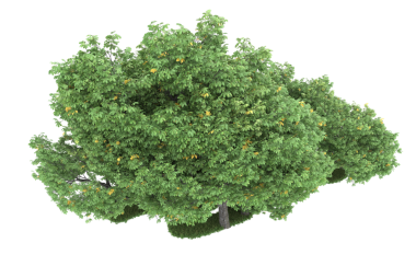 Kırpma yolu ile izole ağacı.