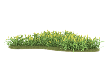 Beyaz arkaplanda çimenler ve çiçekler izole edilmiş