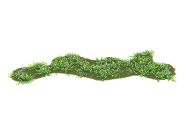 beyaz arkaplanda izole edilmiş yeşil ağaç