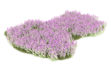 Eflatun çiçekler siyah arka plan üzerine izole