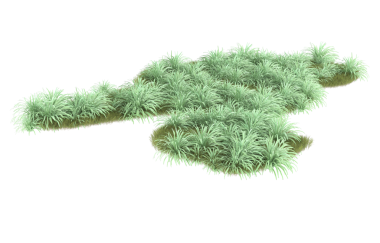 Beyaz arkaplanda izole edilmiş ağaç