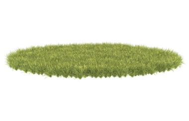 çimenler beyaz arkaplanda