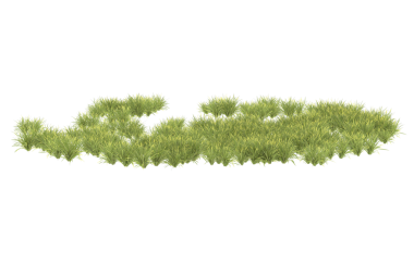 Beyaz arkaplanda izole edilmiş çimenler