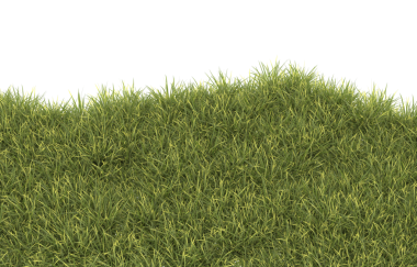 çimenler siyah arkaplanda izole edildi