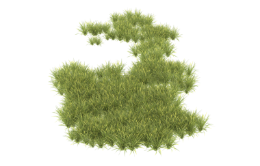 beyaz arkaplandaki çimenler