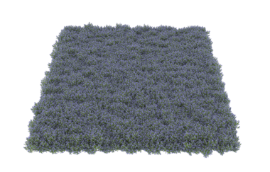 Beyaz arkaplanda izole edilmiş çimenler