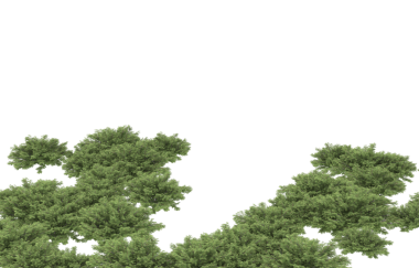 beyaz arkaplanda izole edilmiş yeşil ağaç.