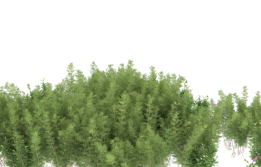 beyaz zemin üzerine yeşil orman