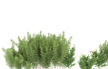 Beyaz arkaplandaki çiçekli yeşil çalı, 3 boyutlu..