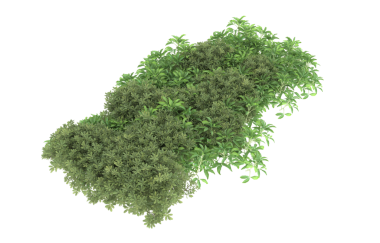 Yeşil çalı siyah arka planda izole. 3d oluşturma.