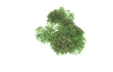 Beyaz arkaplanda yeşil çalı izole.