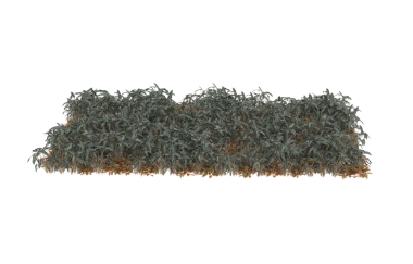 Beyaz arka planda izole edilmiş bir kürk ağacının 3 boyutlu resmi