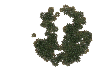 Yeşil yapraklı ağaç