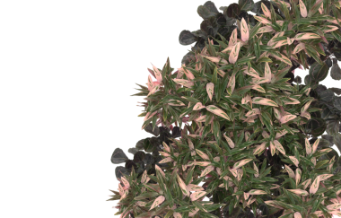 Karanlık arka planda güzel çiçekler