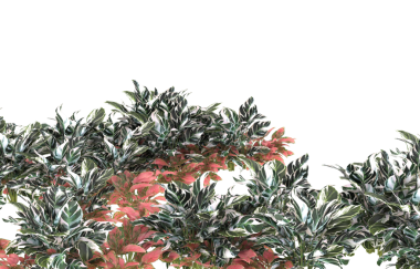 Beyaz arka planda izole bir ağacın güzel yeşil yaprakları.