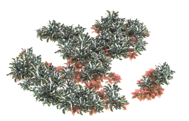 Suluboya Noel ağacı izole edilmiş. el çizimi