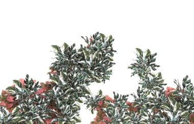 Beyaz zemin üzerinde kırmızı koniler olan Noel ağacı dalları