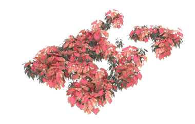 kırmızı akçaağaç sonbahar yaprakları