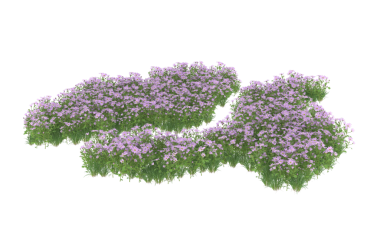 Beyaz arkaplanda yalıtılmış leylak çalısı