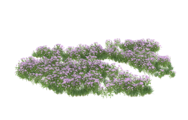 yalnız lavanta çiçekleri