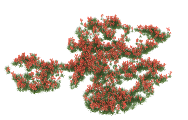 Kırmızı çiçek. Siyah üzerine izole edilmiş. Vektör çizimi. 10 saniye.