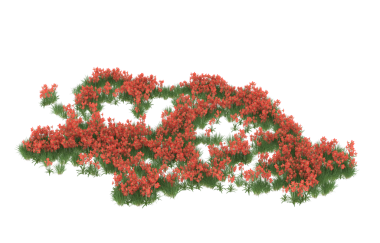 Beyaz arkaplanda izole edilmiş kırmızı sarmaşık çalısı