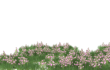 bahar çiçekleri siyah arkaplanda izole