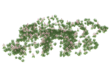 Beyaz arkaplanda izole edilmiş ağaç