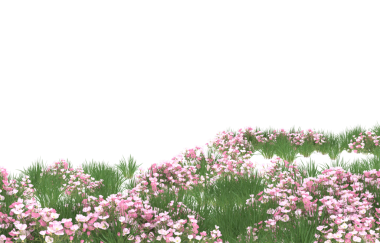 Siyah arkaplanda pembe çiçekler