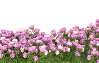 Beyaz arkaplanda izole edilmiş pembe leylak çiçeği