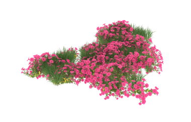 Bir çiçeğin çizimi