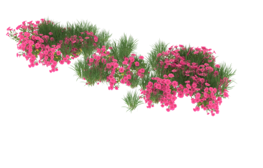 Siyah arkaplanda çiçekler