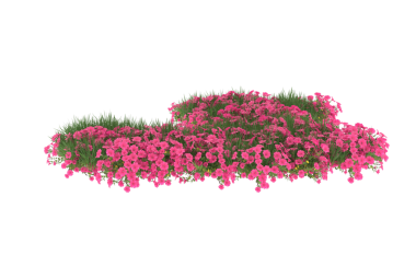 Arkaplanda bir ağacın çiçeği