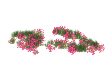 Beyaz arkaplanda güzel çiçekler