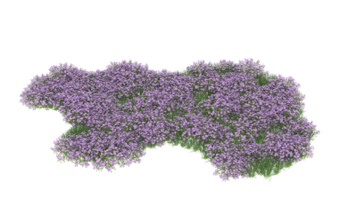 Beyaz arka planda izole edilmiş bir leylak ağacının 3 boyutlu görüntüsü