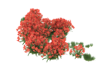 Beyaz arkaplanda izole edilmiş kırmızı bir çiçeğin 3 boyutlu resmi