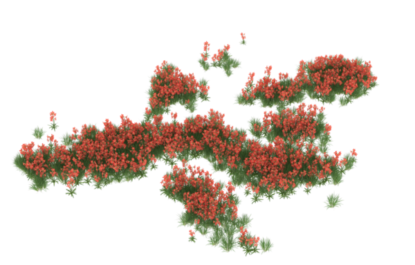 Beyaz böğürtlenli Noel ağacı