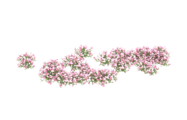 Siyah arkaplanda izole edilmiş pembe çiçekler