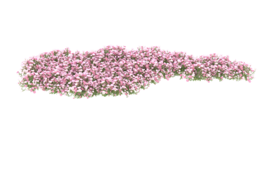 Beyaz arka plan üzerinde ortanca pembe çiçekler