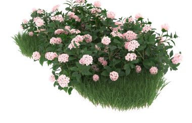 Beyaz arka planda izole edilmiş sepetteki pembe çiçek..