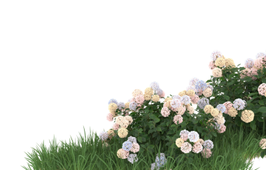 Bahçedeki güzel çiçekler