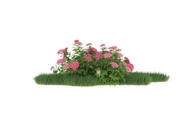 Beyaz arka planda izole edilmiş çalılık çiçeği