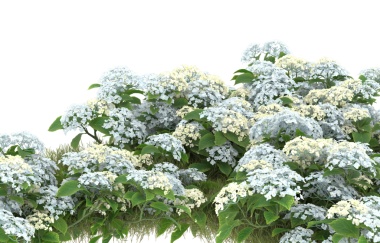 Bahçedeki güzel beyaz çiçekler