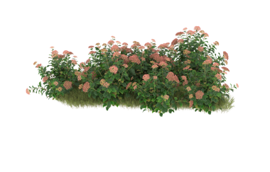 ağaç dalı, siyah arkaplanda izole