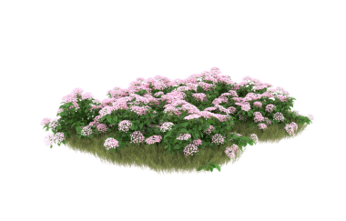 Beyaz arka planda izole edilmiş pembe çiçekler