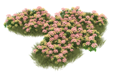 kalp şeklinde pembe güller