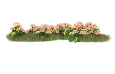 Üç boyutlu çalılık çiçekleri beyaza izole edilmiş.