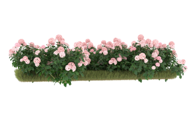 Beyaz arkaplanda izole edilmiş pembe bir çiçeğin 3 boyutlu görüntüsü